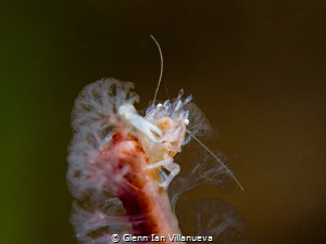 This is a photo of a one (1)-claw sea pen crab hanging ou... by Glenn Ian Villanueva 